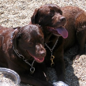 Grant Bark Park2