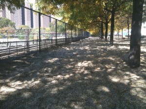 DogParkCleanup 2011-10-08 - 806